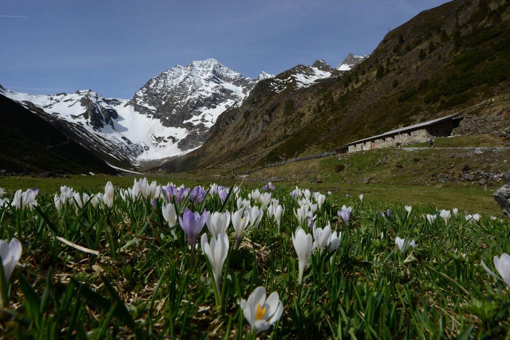 Haus Elisabeth Acomodação com café da manhã Neustift im Stubaital Exterior foto